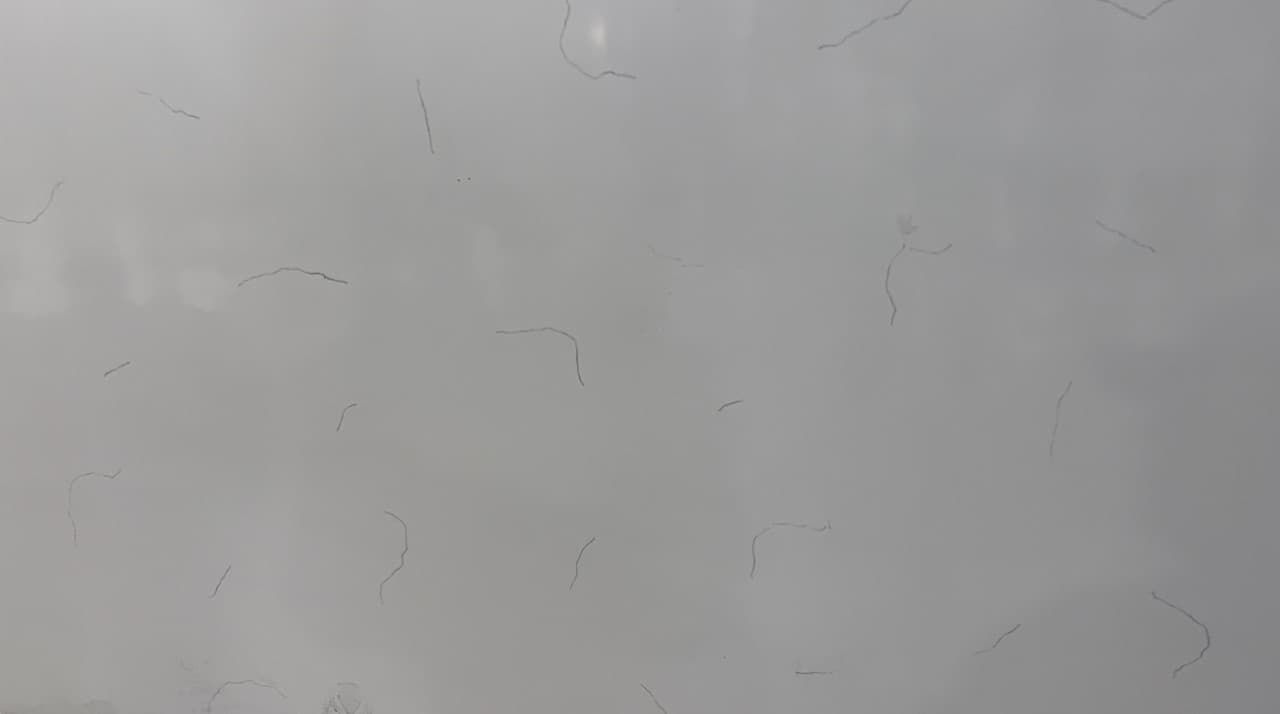 Carrara Miami, quartz slab