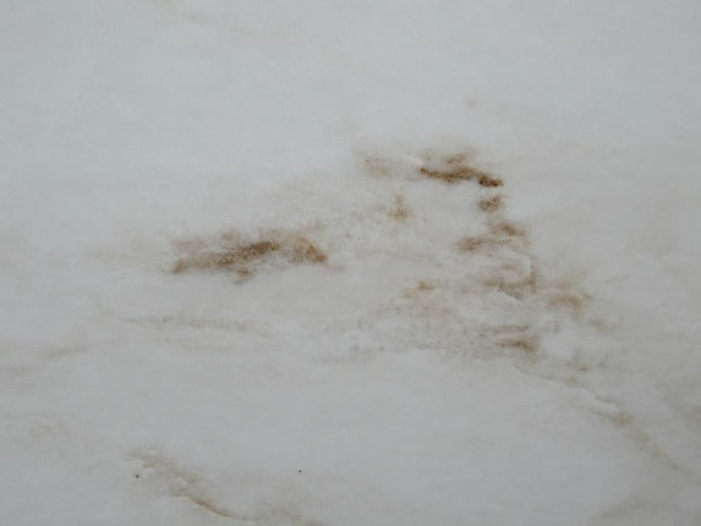 Calacutta Bianco Oro, porcelain slab